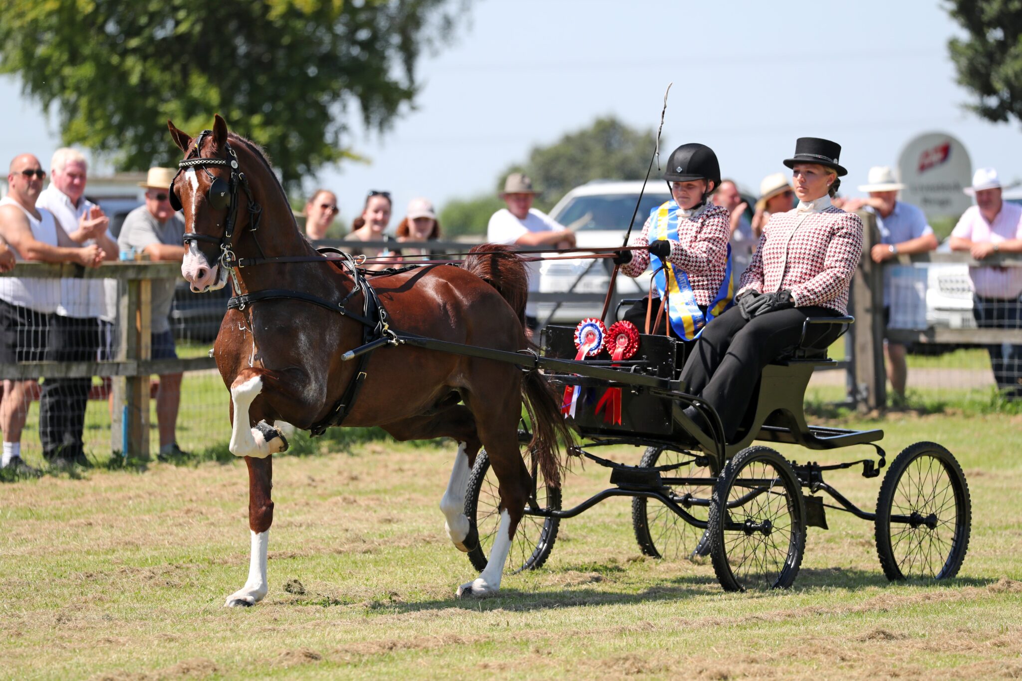 Hackney Horse Society in Essex