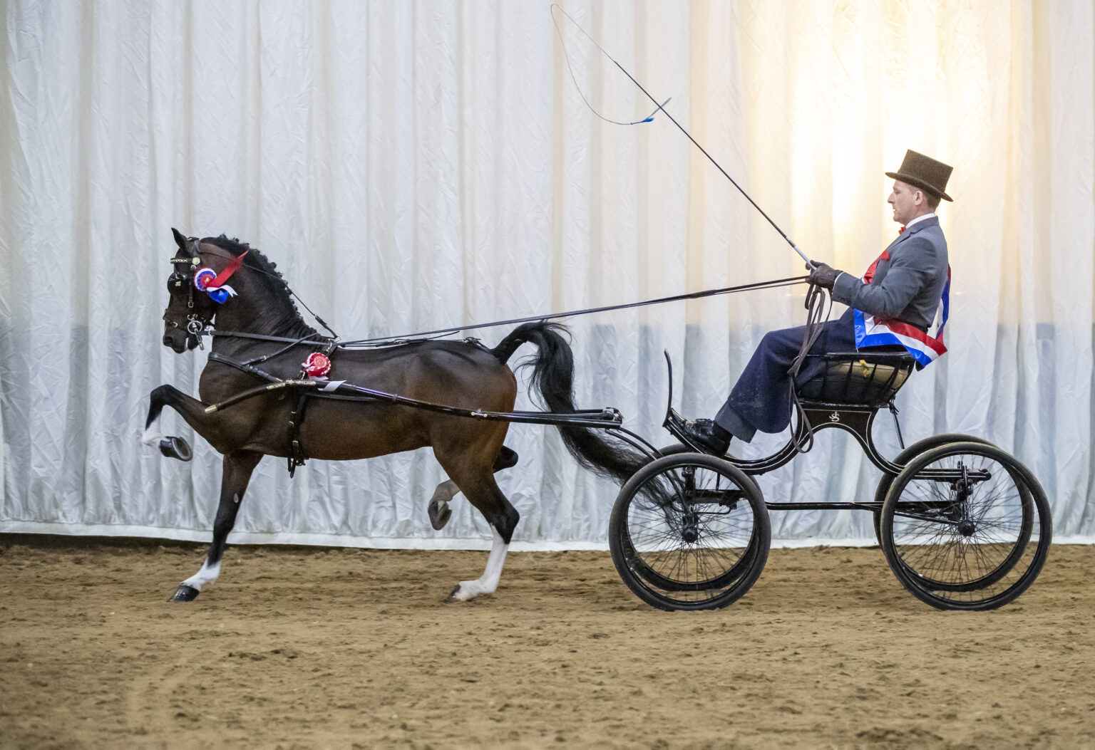 Hackney Horse Society in Essex